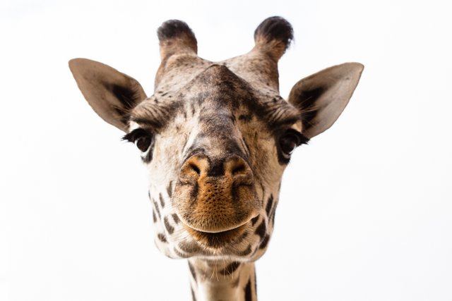 Masai Giraffe Nose.jpg