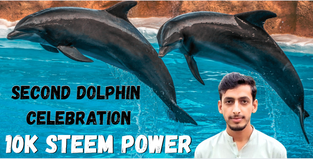 Cover Club Dolphin.PNG
