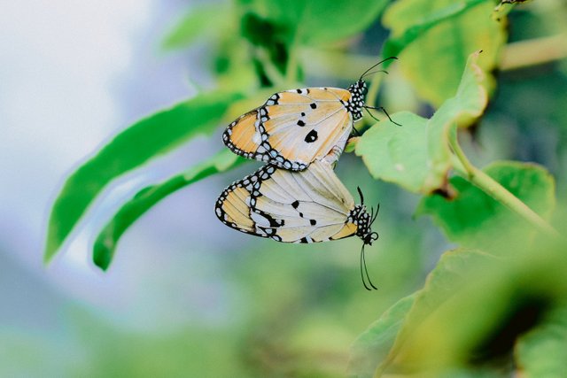 Love the butterflies in the breeding season.jpg