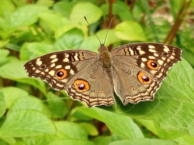 butterfly (4).jpg