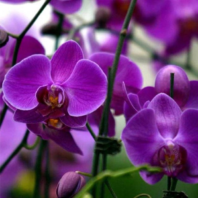 nouveau-rare-20-pcs-mix-couleur-phalaenopsis.jpg