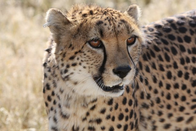 cheetah-2116775_1920.jpg