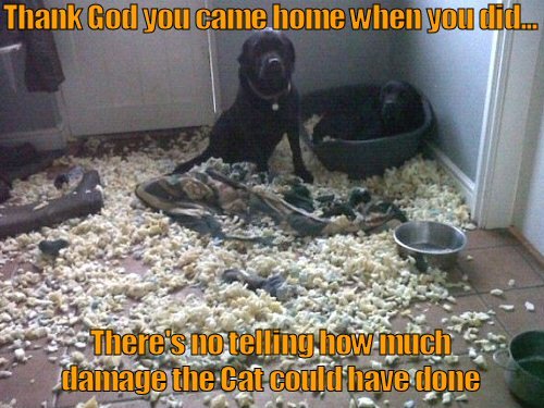 funny-dog-picture-guilty-dogs.jpg