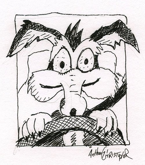 coyote driving018.jpg