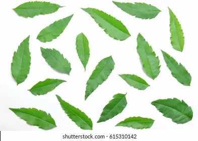 large-number-green-foliage-spread-260nw-615310142.webp