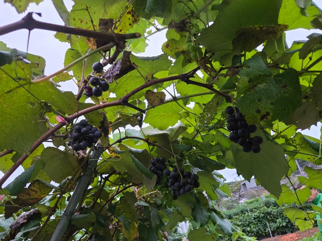 20251009_172743.jpg