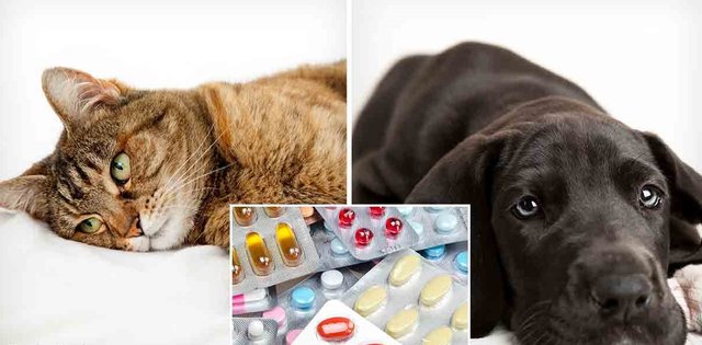 4-21-10-human-medications-poisonous-to-pets-es-fb.jpg