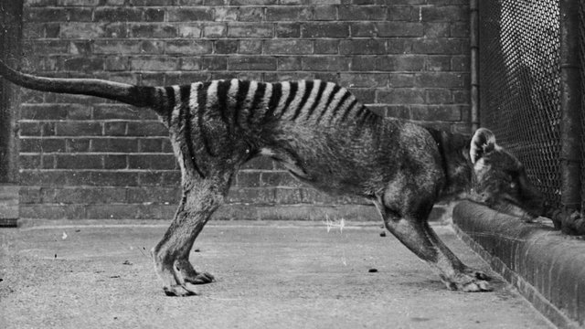 091923_kk_thylacine_feat-1030x580.jpg