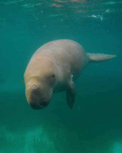 Dugong-Alor.jpg