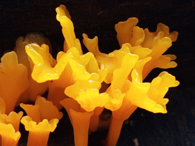 mashroom (6).jpg
