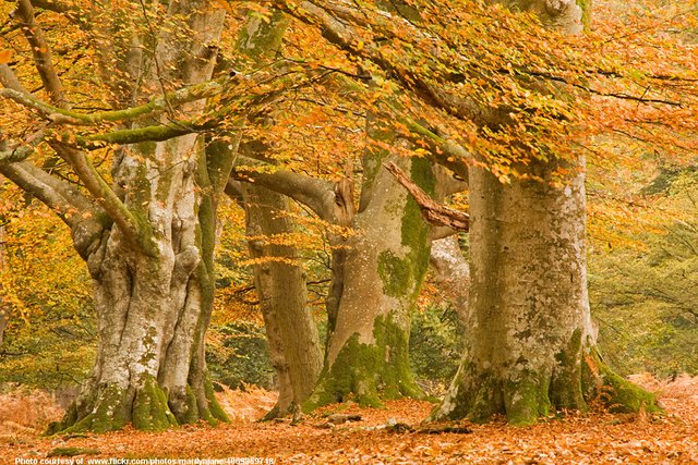 AutumnTrees-002-102118.jpg