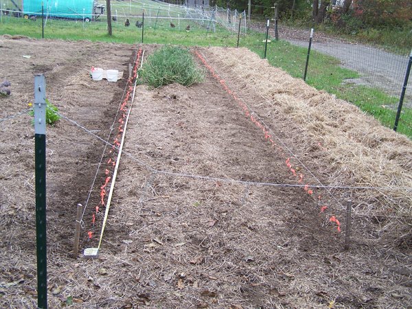 Big garden - 4 rows garlic and shallots planted crop Oct. 2018.jpg