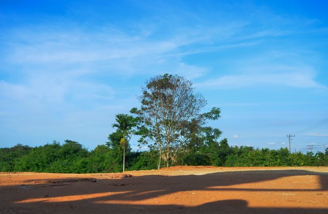 Tree Under Blue Sky.jpg