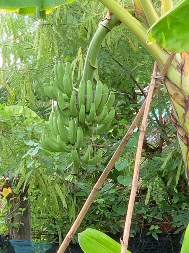 garden110.jpg