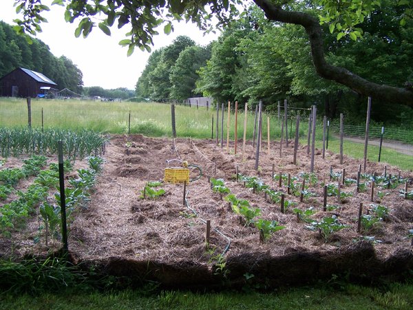 Big garden - all planted crop June 2018.jpg