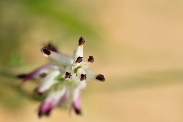 Fumaria capreolata wildflower 3.jpg