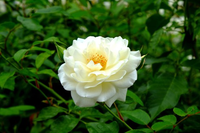 nature-branch-blossom-prickly-plant-white-701558-pxhere.com.jpg