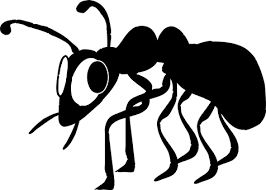bashful ant.png