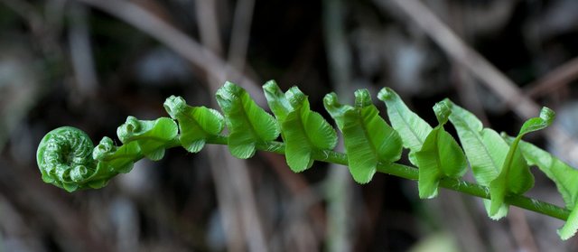 6179259040-at-waimangu-volcanic-valley (FILEminimizer).jpg