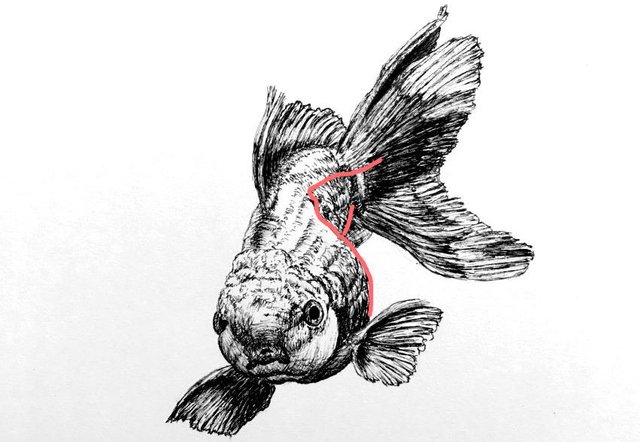 fish-foreshortening-drawing.jpg