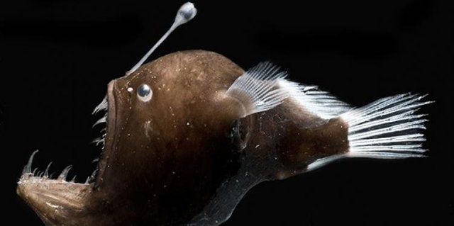 0716_anglerfish.jpg