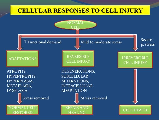 cell-injury.jpg