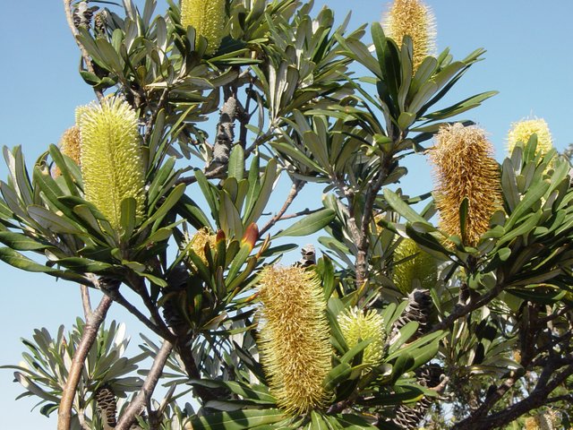 coastal-banksia.jpg