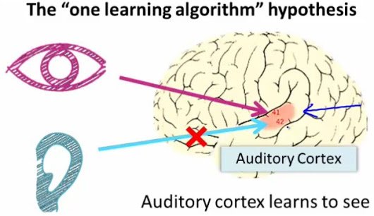 auditory_cortex_learns_to_see.jpg