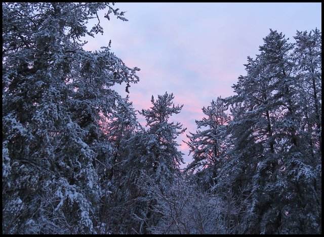 sunset pastel pink and blue colors over snowy pine and spruce by house.JPG