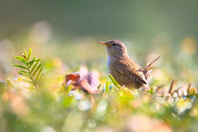 wren-2292419_1280.jpg