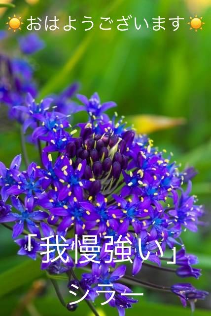 シラーの花言葉 Steemzzang