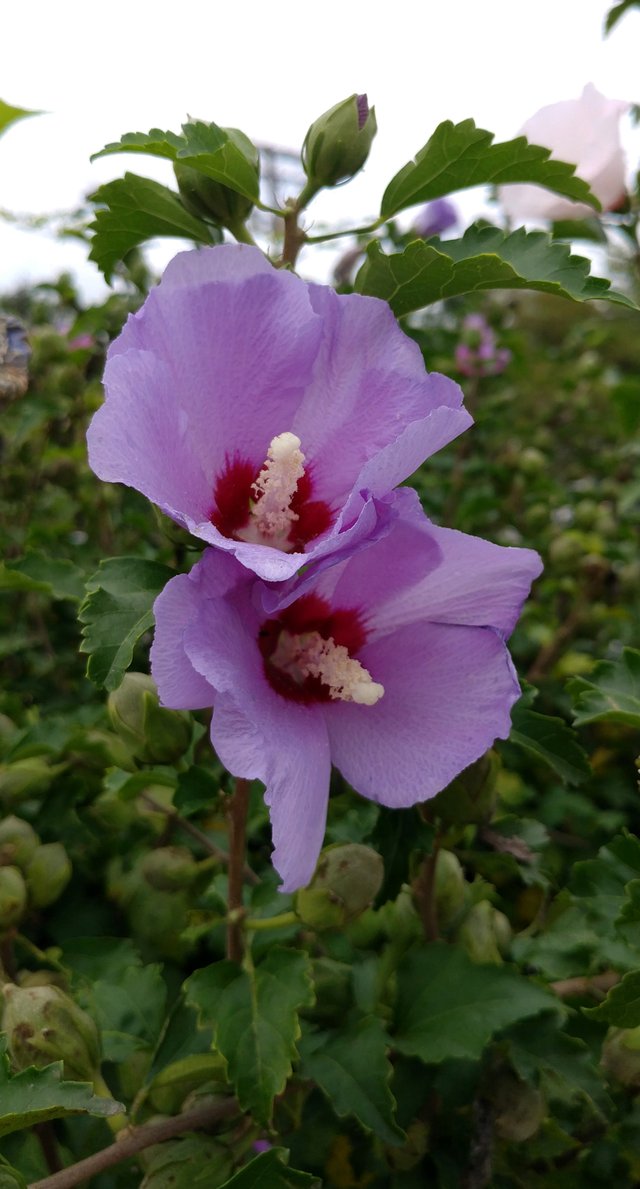 roseofsharon1ok.jpg