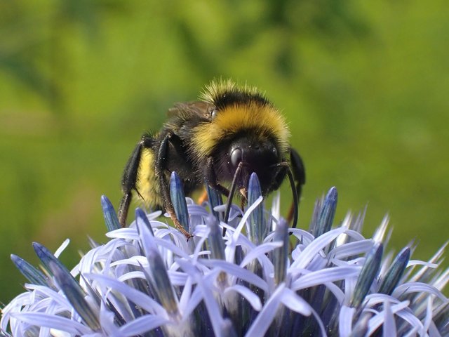 bee-7500831_1280.jpg