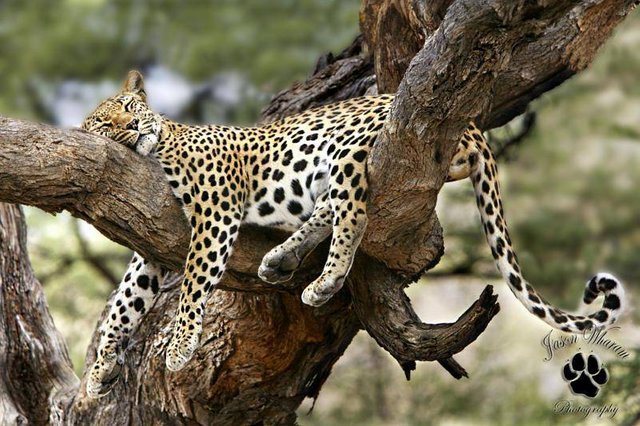 sleeping-leopard-in-tree.jpg