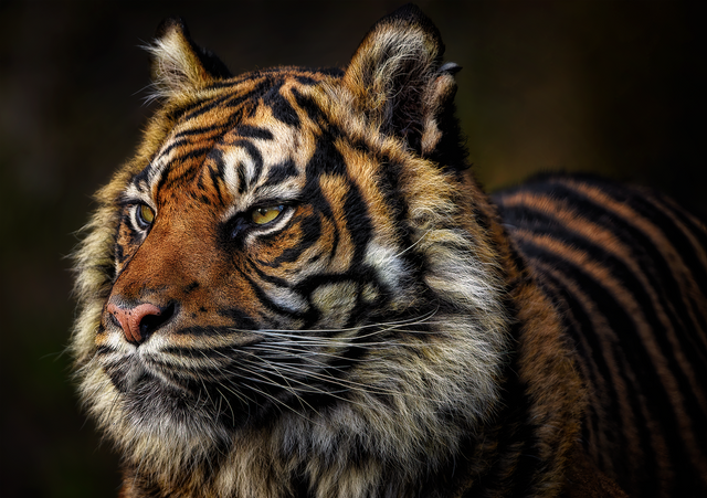 tiger-8214815_1280.png