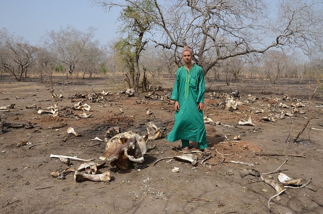 1.14 Masakr 90 slonů, Čad, 2013.jpg