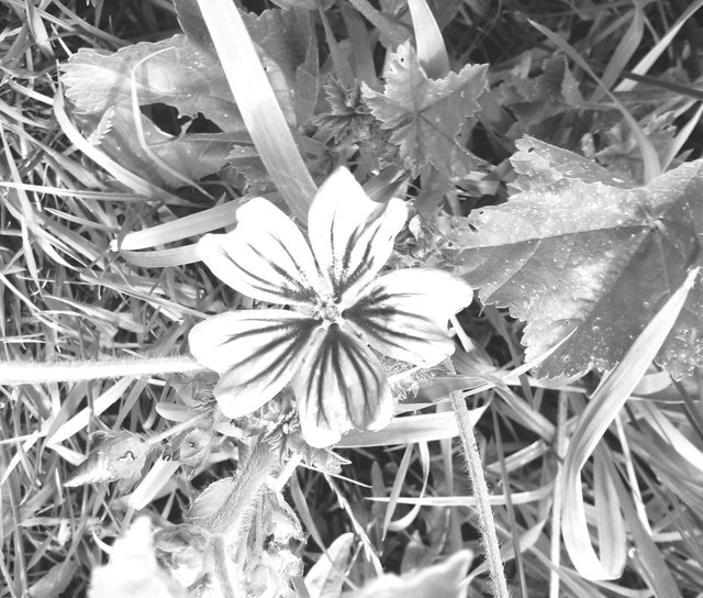 Flower Photography B&W Purple Unk Flower wildcentre May 28 2017.jpg