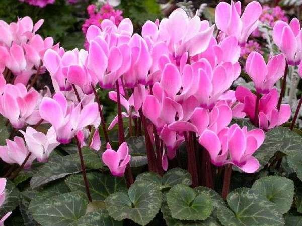 cyclamen-europaeum1.jpg