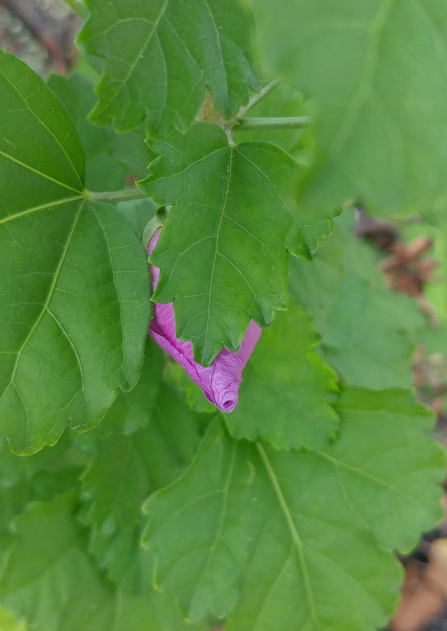 roseofsharon5ok.jpg