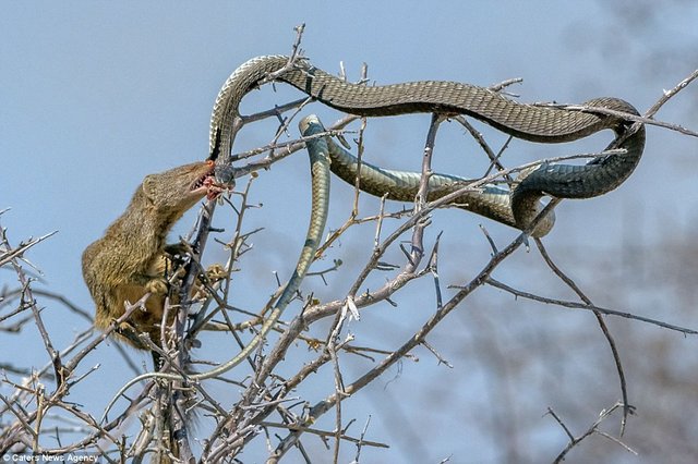 Meet the mammal who is the toughest predator on the Earth! — Steemit