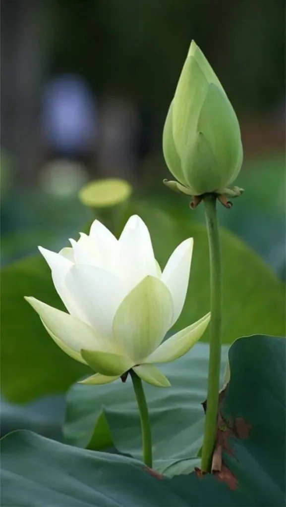 lotus flower images.jpg