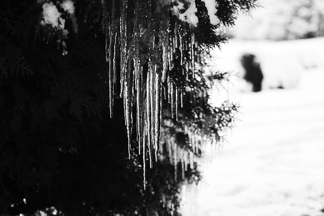 Icicles_2020_007_s_BW.jpg