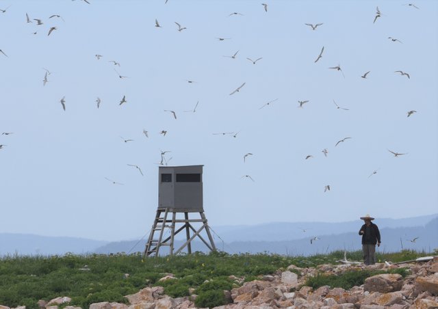 Terns and island.JPG