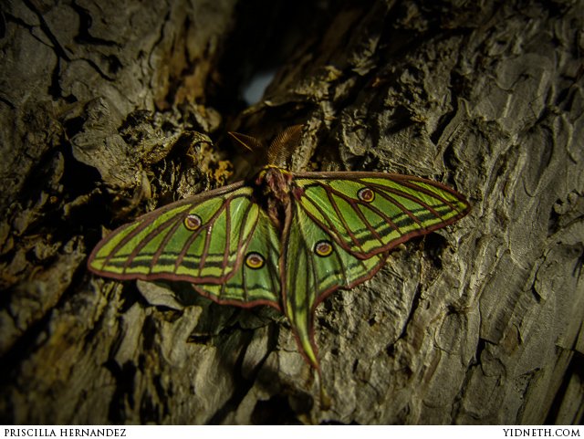 This Spanish moon moth is flaunting his good looks in the handful of days  he has left to live. Unable to eat after emer…