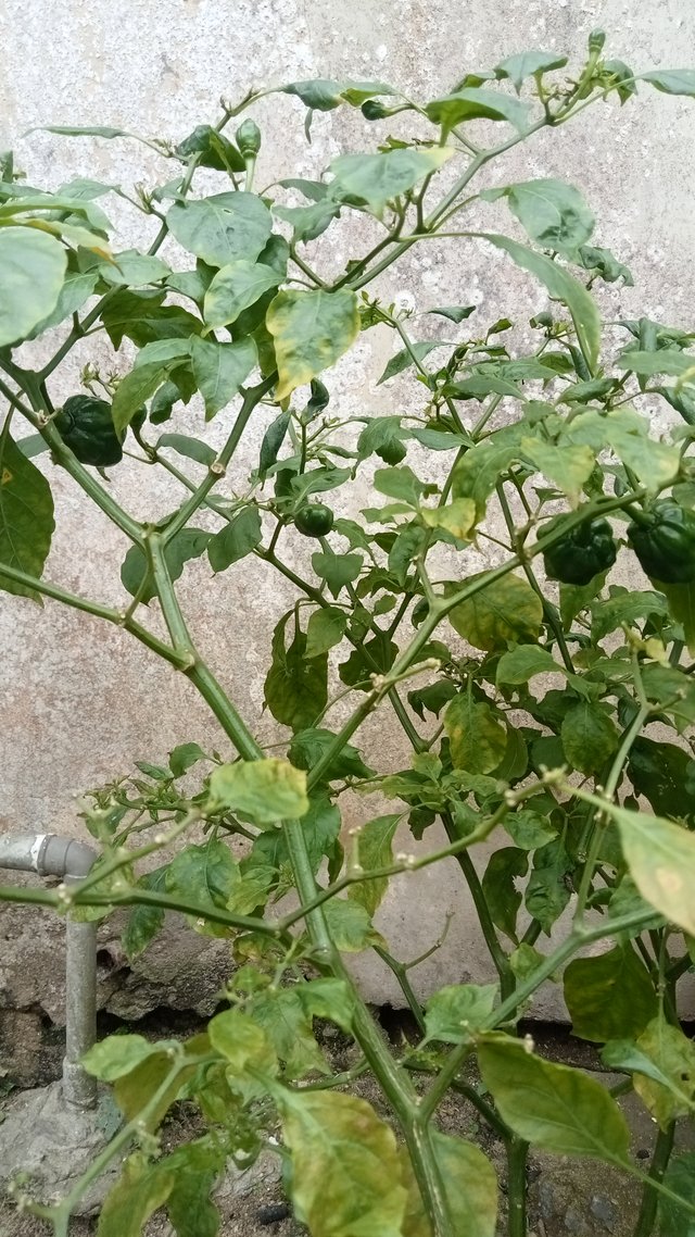 IMG20250715115636.jpg