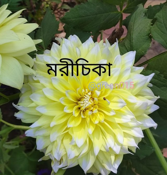 IMG_20230510_055650.jpg