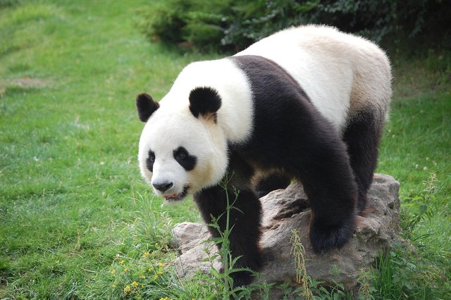 panda-4000501_1280.jpg