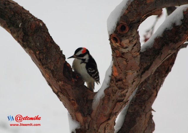 PFW0121.JPG Downy Woodpecker