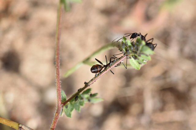 aphids ants macro 2.jpg
