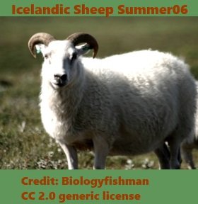 Icelandic2_sheep_summer_06 biologyfishman 2.0 generic.jpg
